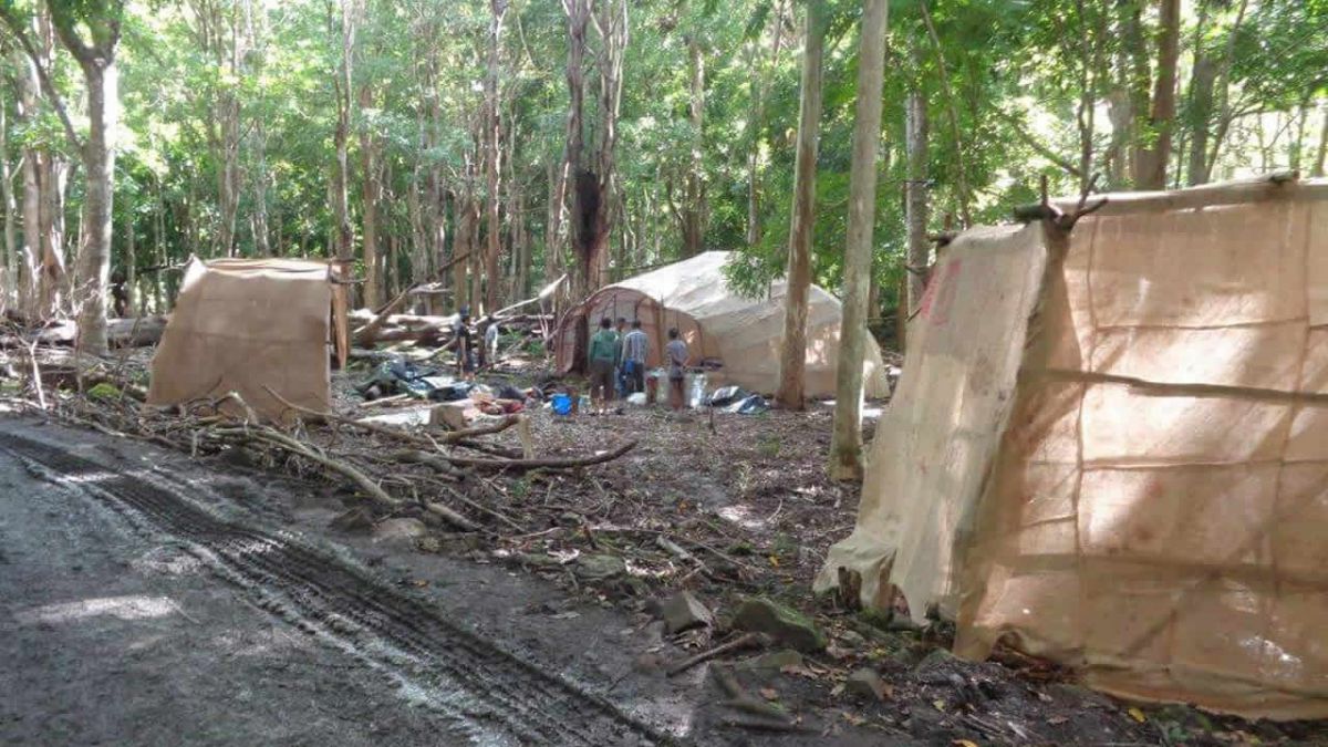  Des arbres ont été coupés pour dresser des tentes.