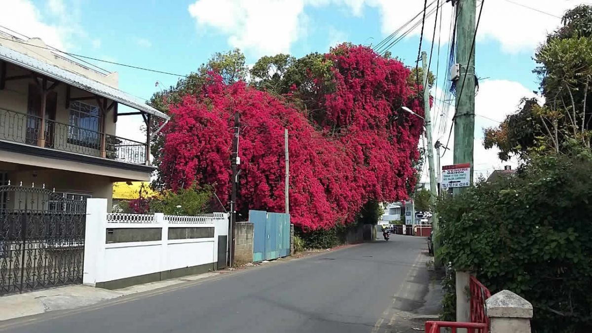 Cœur en fleurs