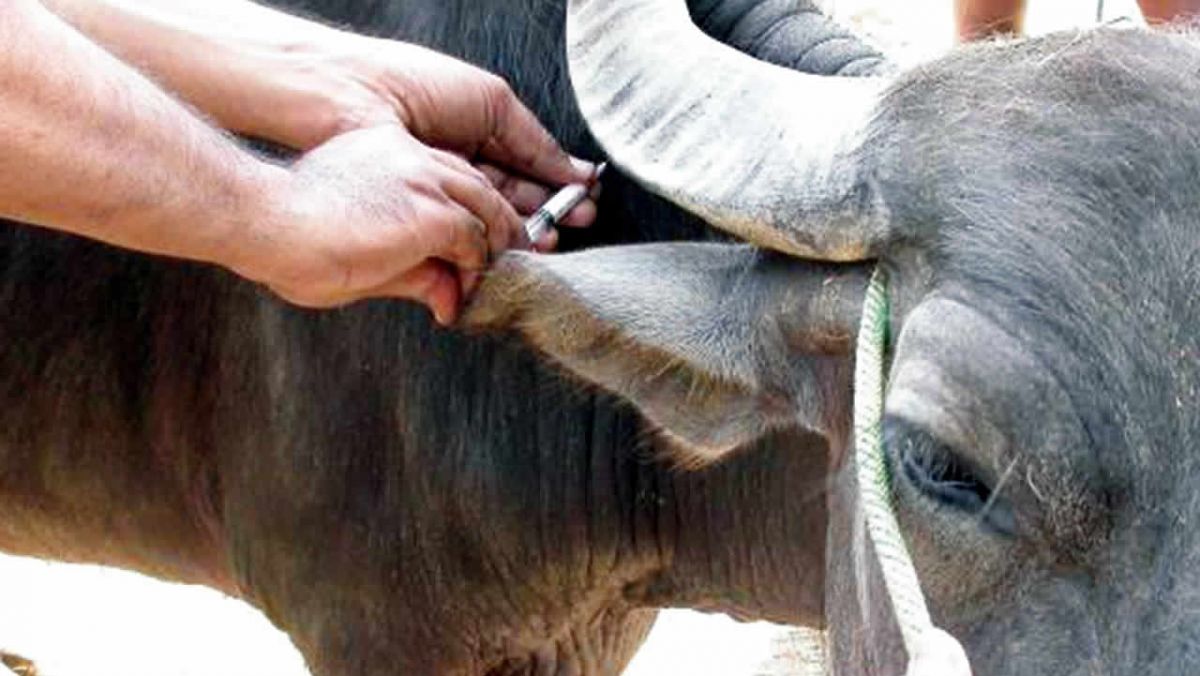 Vaccination Boeuf