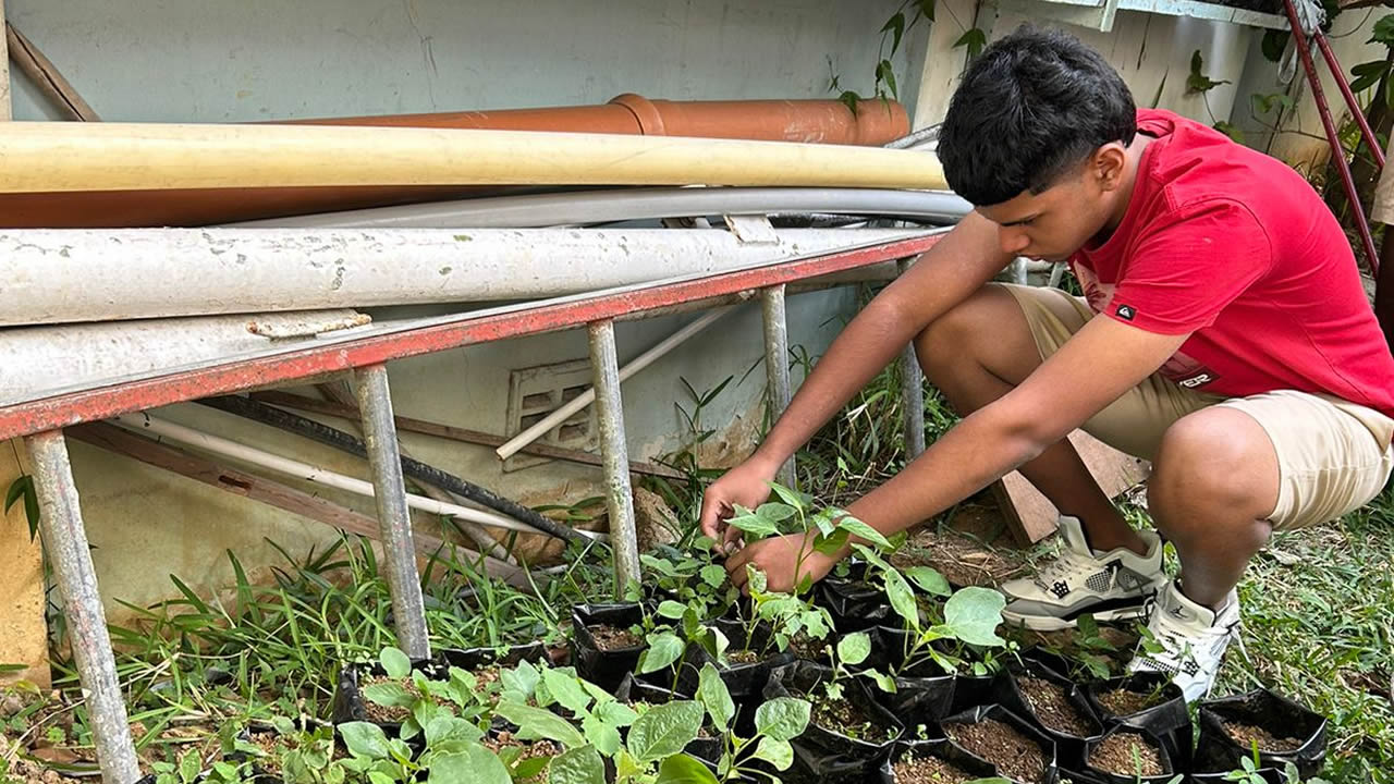  Grow your own vegetables