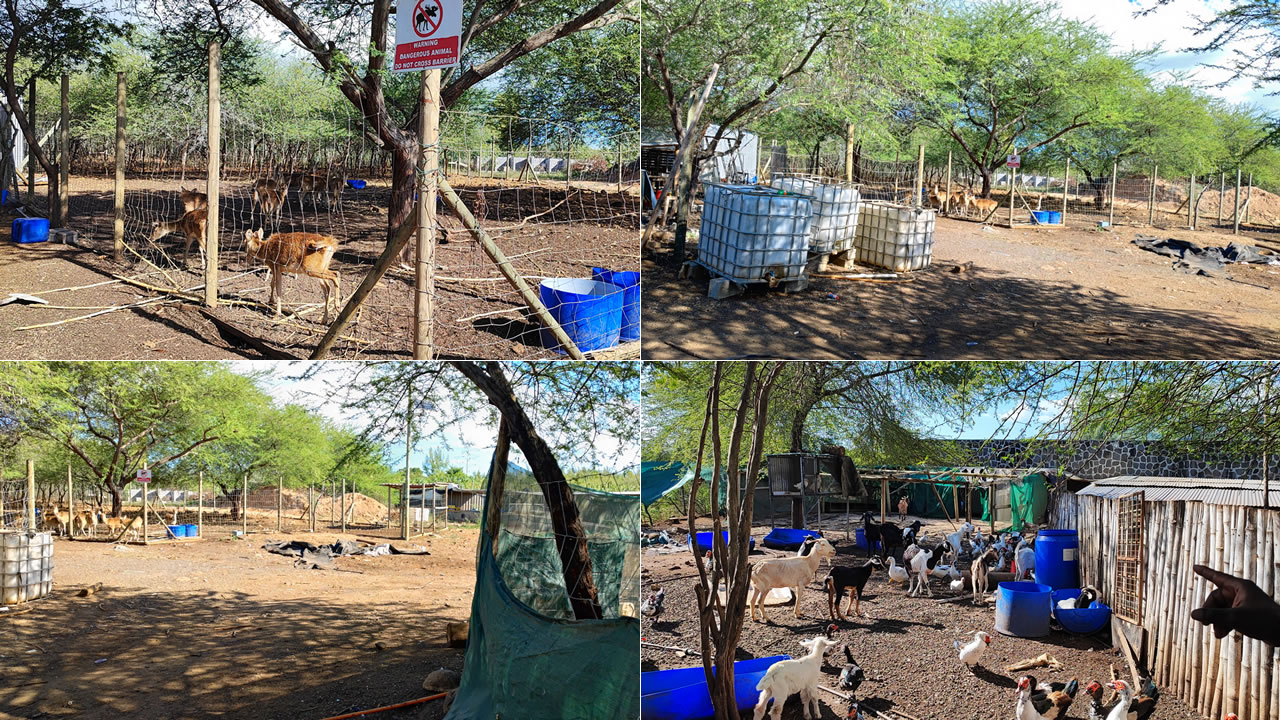 Images du terrain abritant l’élevage d’animaux aux Salines de Rivière-Noire, géré par Jean Hubert Celerine, connu comme Franklin.