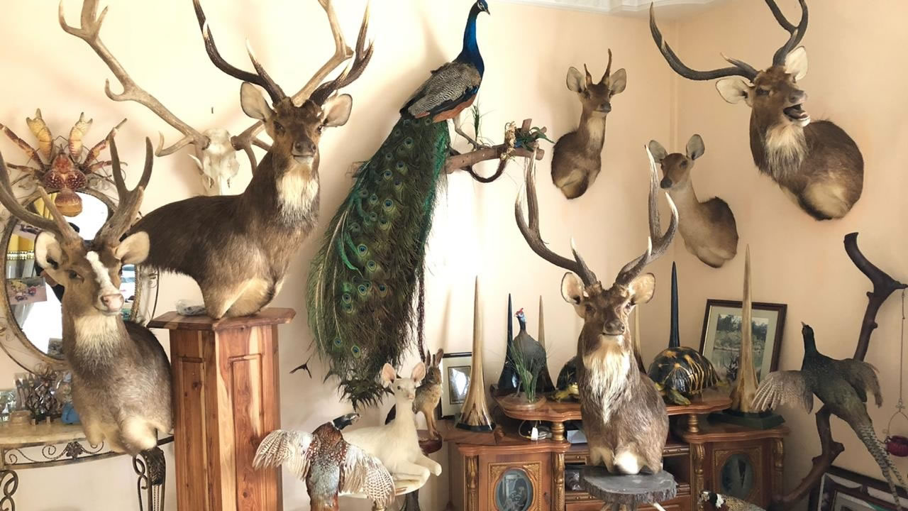 Les animaux empaillés, chef-d’oeuvre des Bhugeloo, ornent le salon de la famille