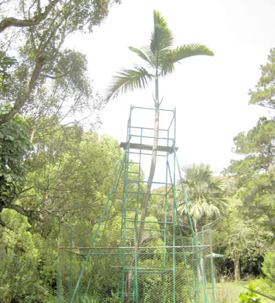 L’Hyophorbe Amaricaulis : l’unique spécimen se trouve au jardin botanique de Curepipe.