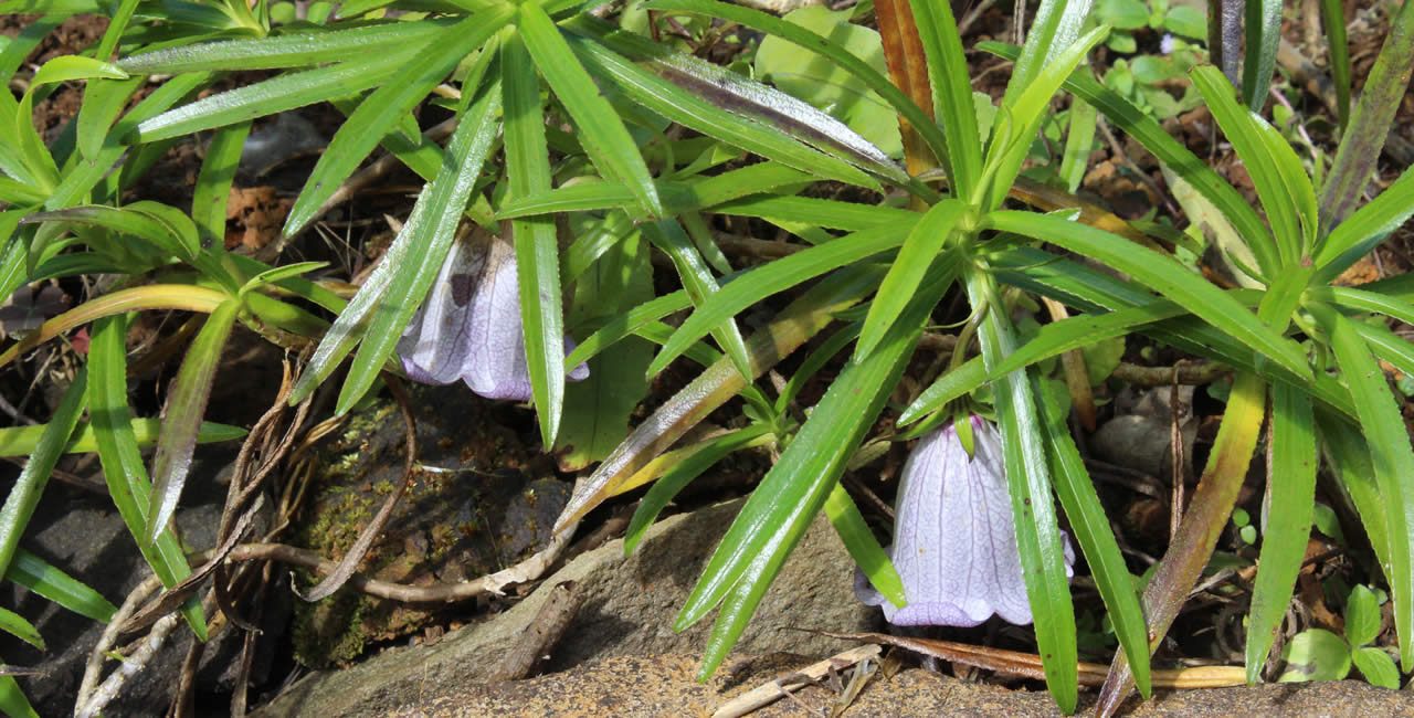 Nesocodon Mauricianus