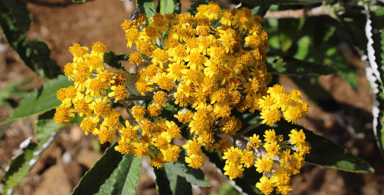 Senecio Lamarkianus