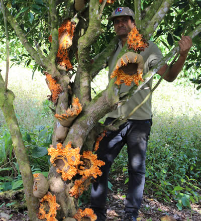 Tambourisa Ficus