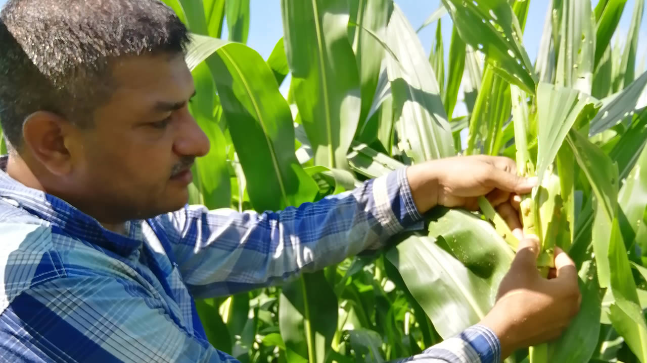 Rakesh se rend à la plantation pour voir si les chenilles sont toujours là.