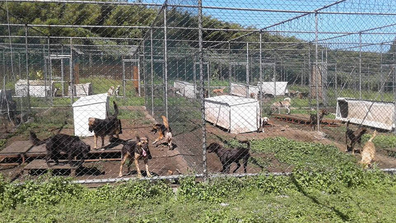 L’ONG veut aider à créer d’autres sanctuaires pour chiens.