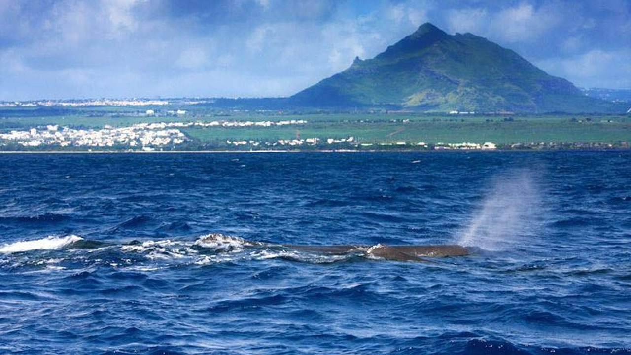 Les prises dans les eaux mauriciennes ont chuté de 10 340 tonnes à 7 830 tonnes. 