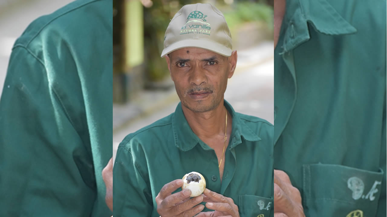 Partagez un moment avec les lémuriens ainsi que d’autres activités avec les bébés crocodiles, tortues et bien d’autres.