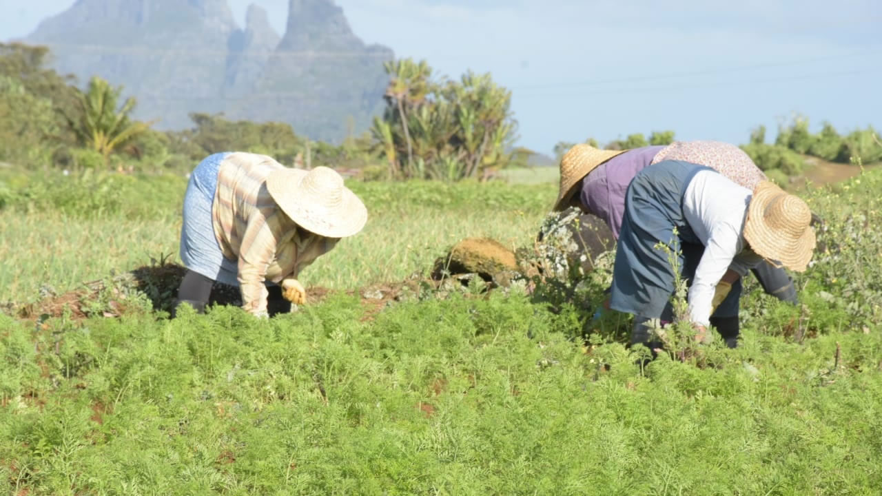 Située au pied du Trou aux Cerfs, la région Perrier, à Glen Park, est une aubaine pour les planteurs de légumes et nourrit plus de 300 familles.