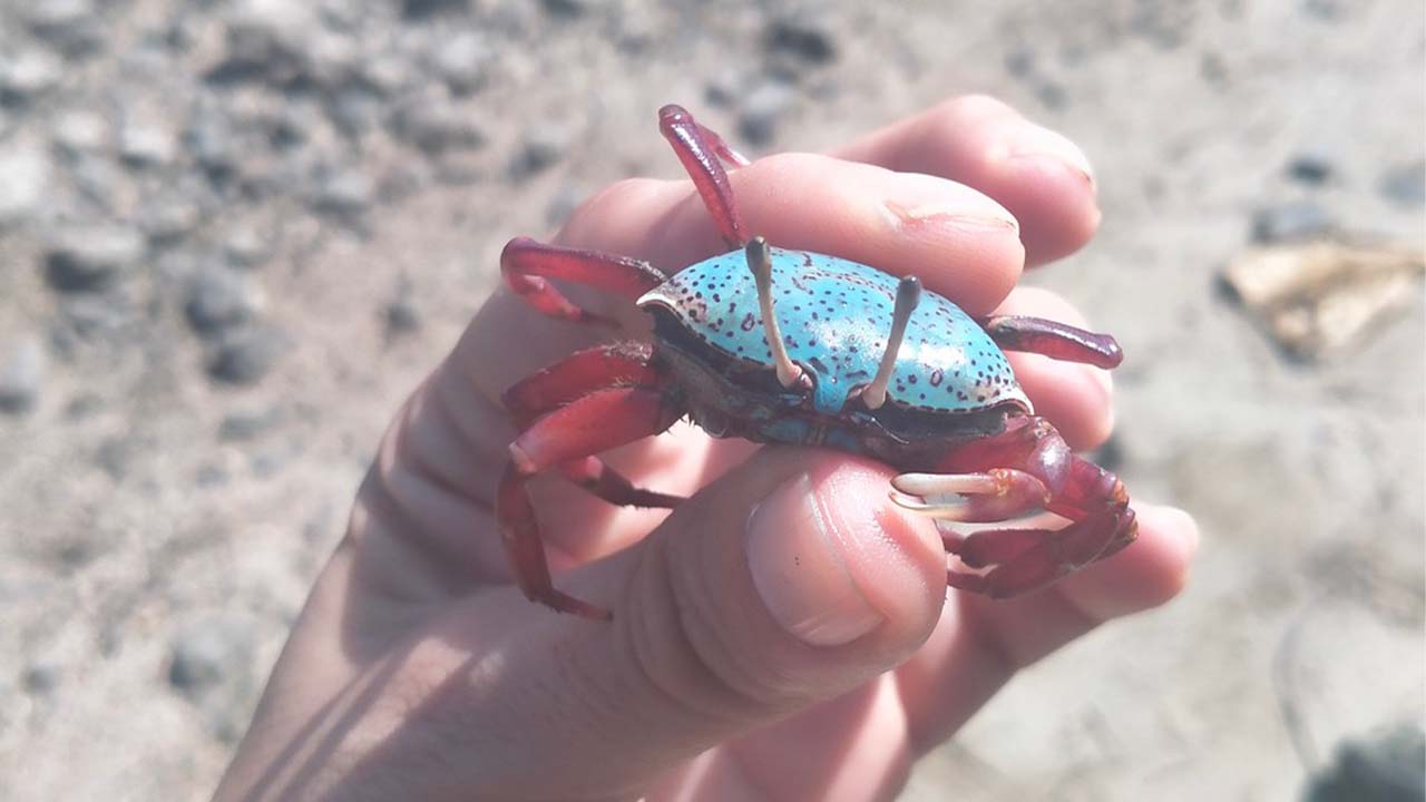 Les crabes sur la plage du Morne.