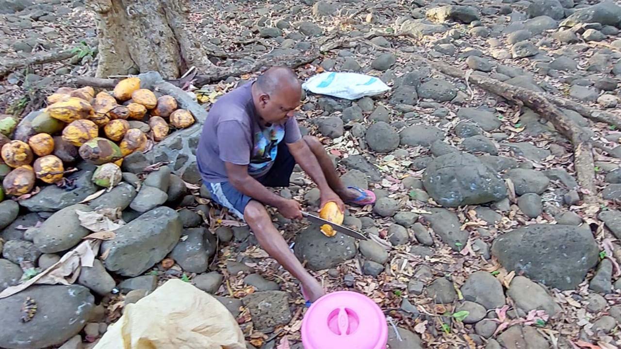 Nand, le marchand de cocos à Rochester Falls.