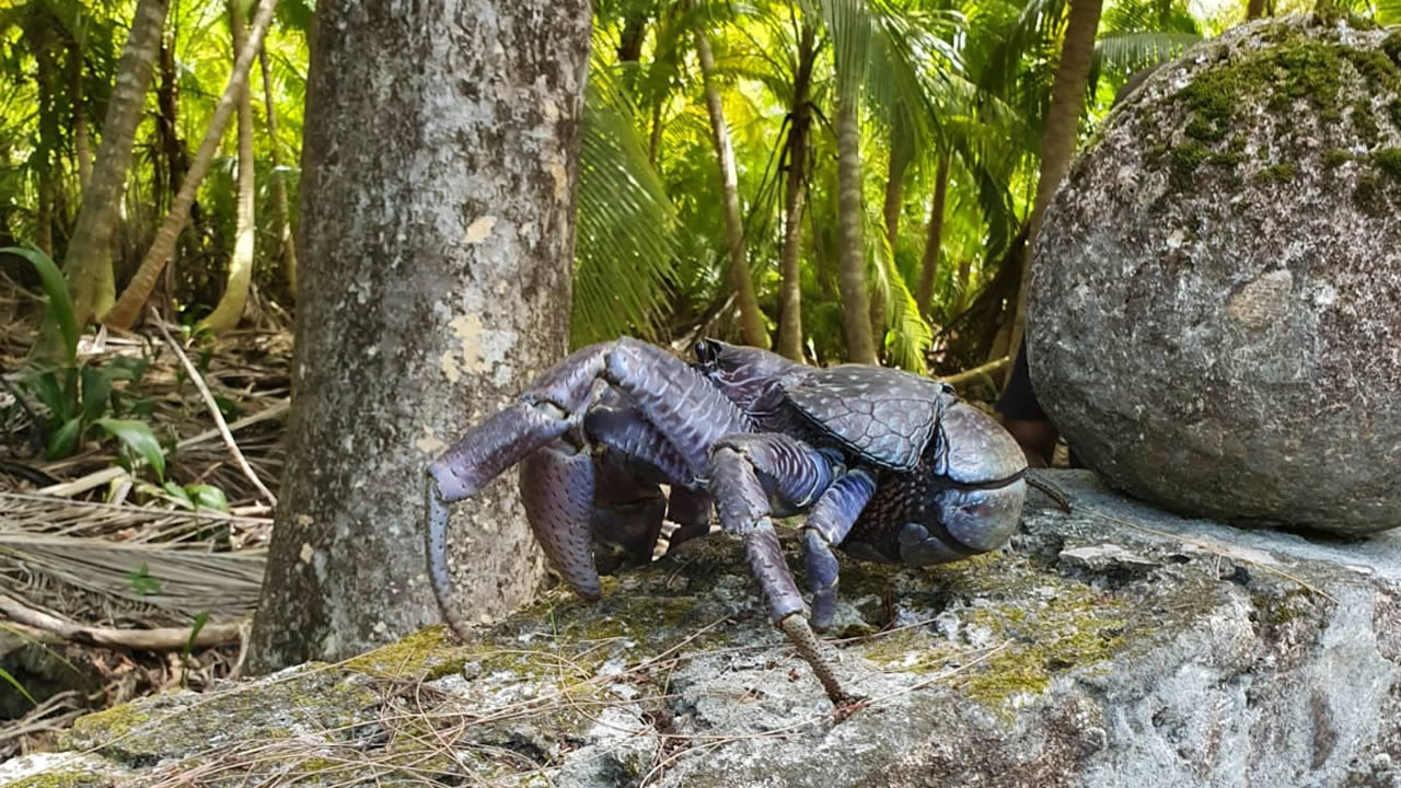 Les crabes sont nombreux dans l’archipel.