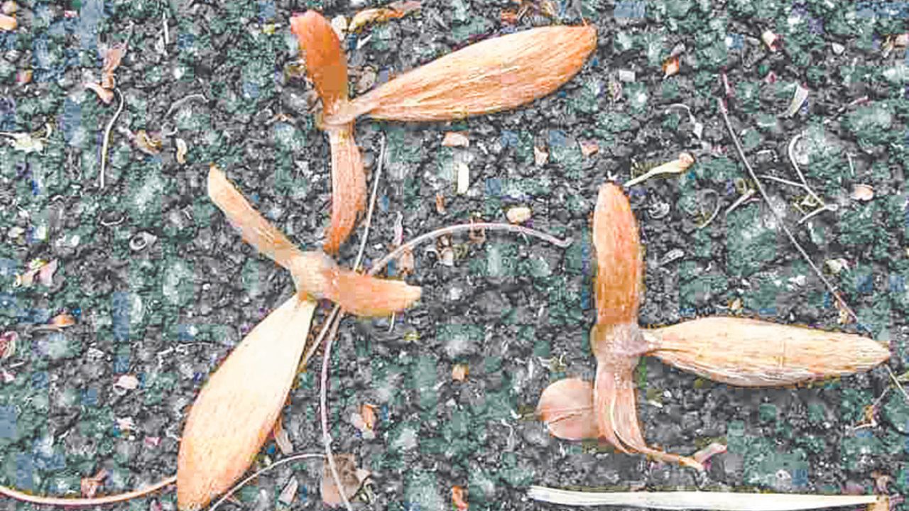 Les fruits matures de la Liane cerf sont transportées sur des kilomètres par le vent.