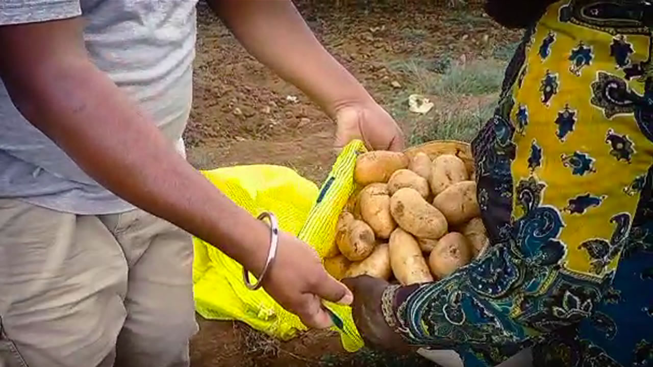 Récolte de pommes de terre