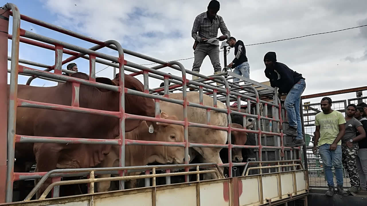 Les animaux entassés dans le camion. 