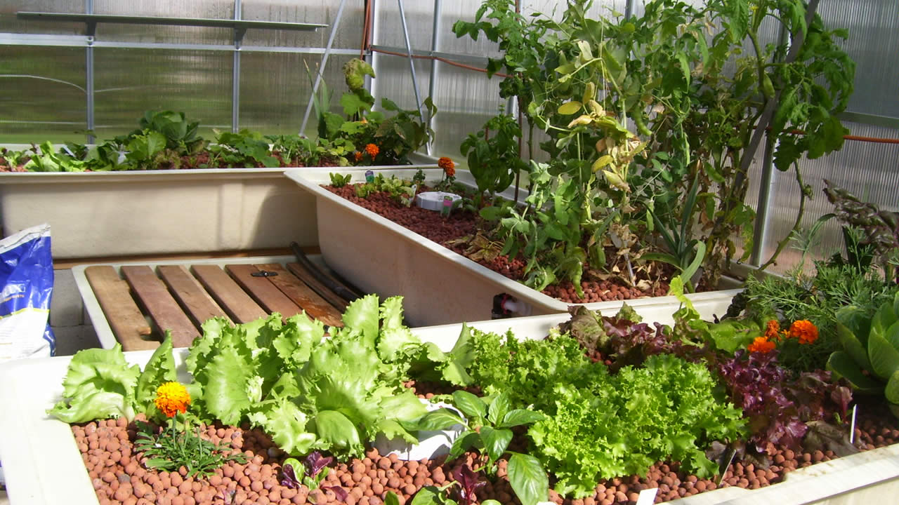 Aquaponics