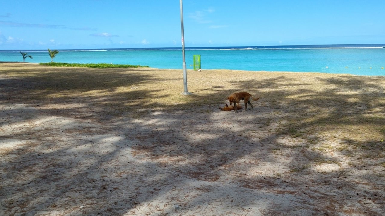 Chiens errants sur la plage de Flic-en-Flac.