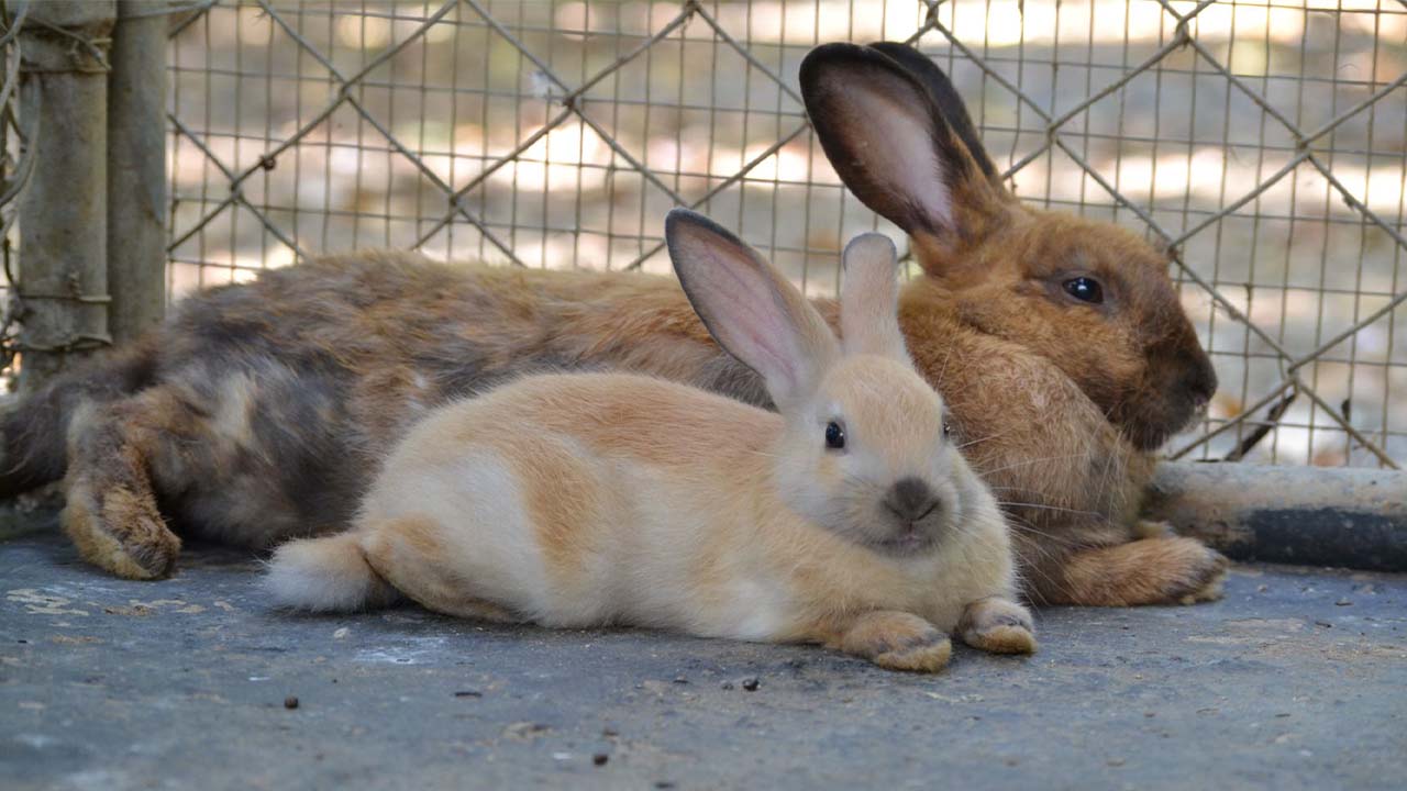 Une dizaine de lapins ont trouvé refuge à l’Arche de Noé.