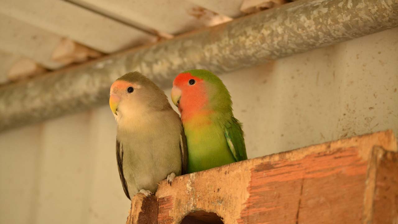 Parmi les oiseaux recueillis, il y a des inséparables.