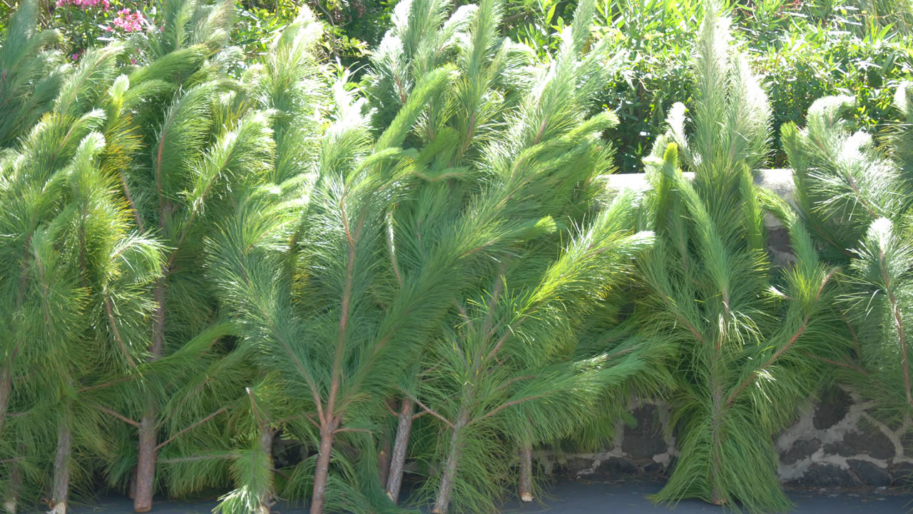 Les sapins naturels coûtent Rs 200 l’unité.