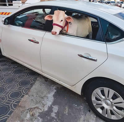  Une capture d’écran de la vidéo montrant la vache voyageant dans une berline.