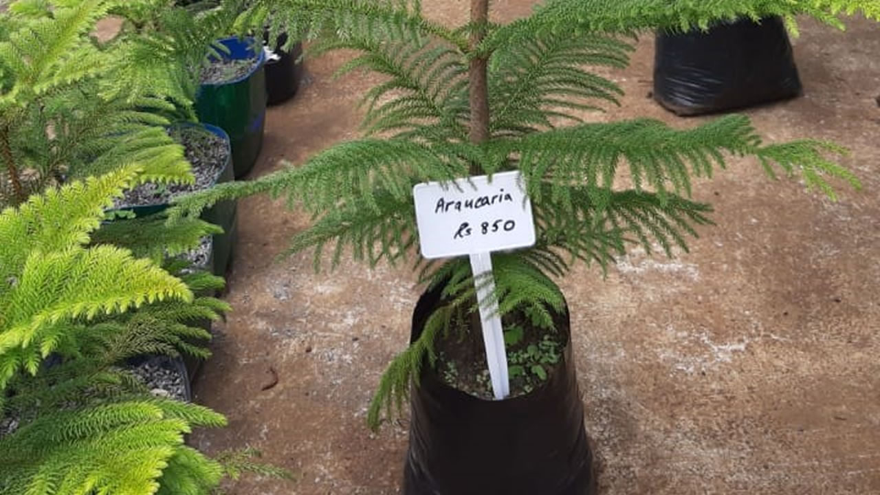 La Pépinière propose aussi des araucarias en pot.