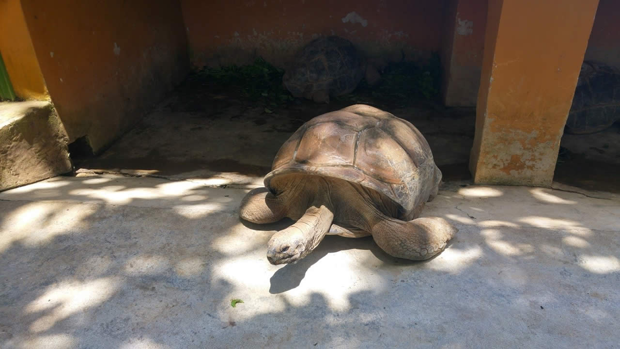 Tortues d’Aldabra, très aimées des enfants.