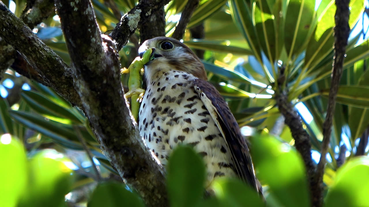 kestrel