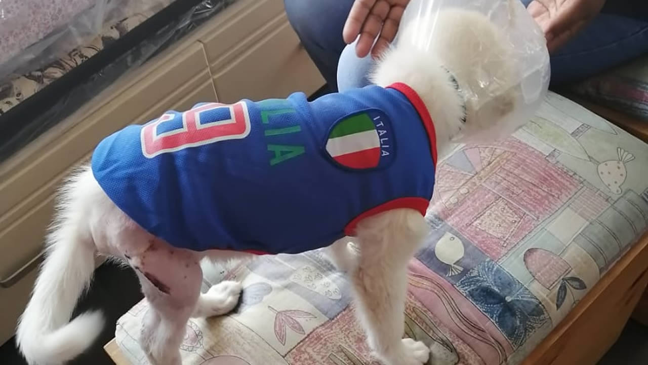 Des « jerseys » pour la Coupe du monde de football 2018 sont disponibles chez Le Kennel. 