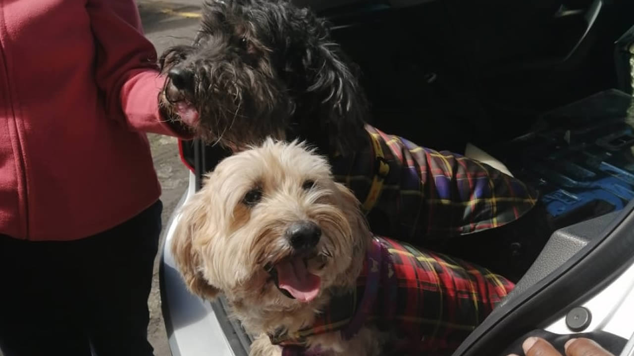 Des vêtements pour garder les toutous au chaud. 