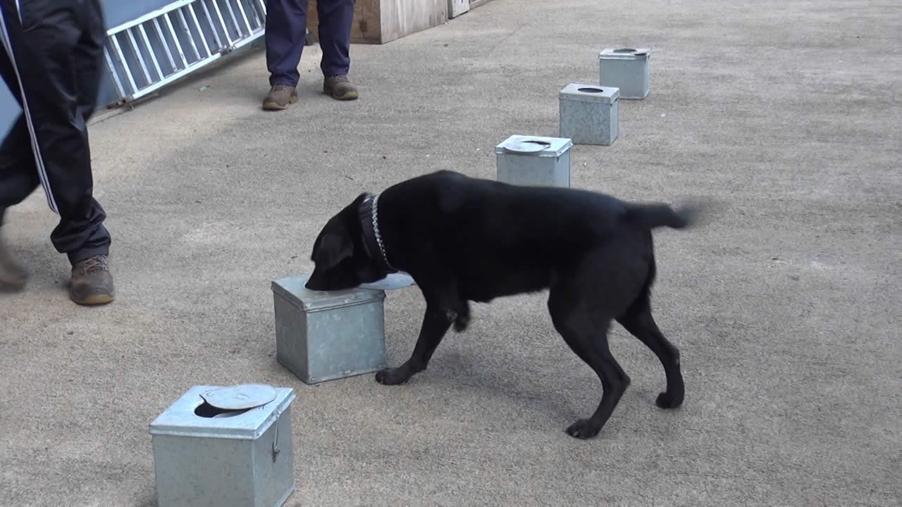 Une séance d’entraînement avec Sceuntgie, un labrador noir.