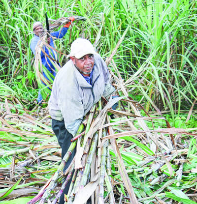 sugar cane