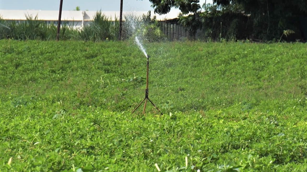 irrigation