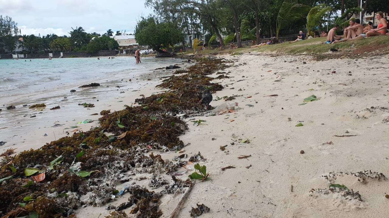 Des chutes d’arbre et des déchets emportés par les vagues jusqu’aux plages