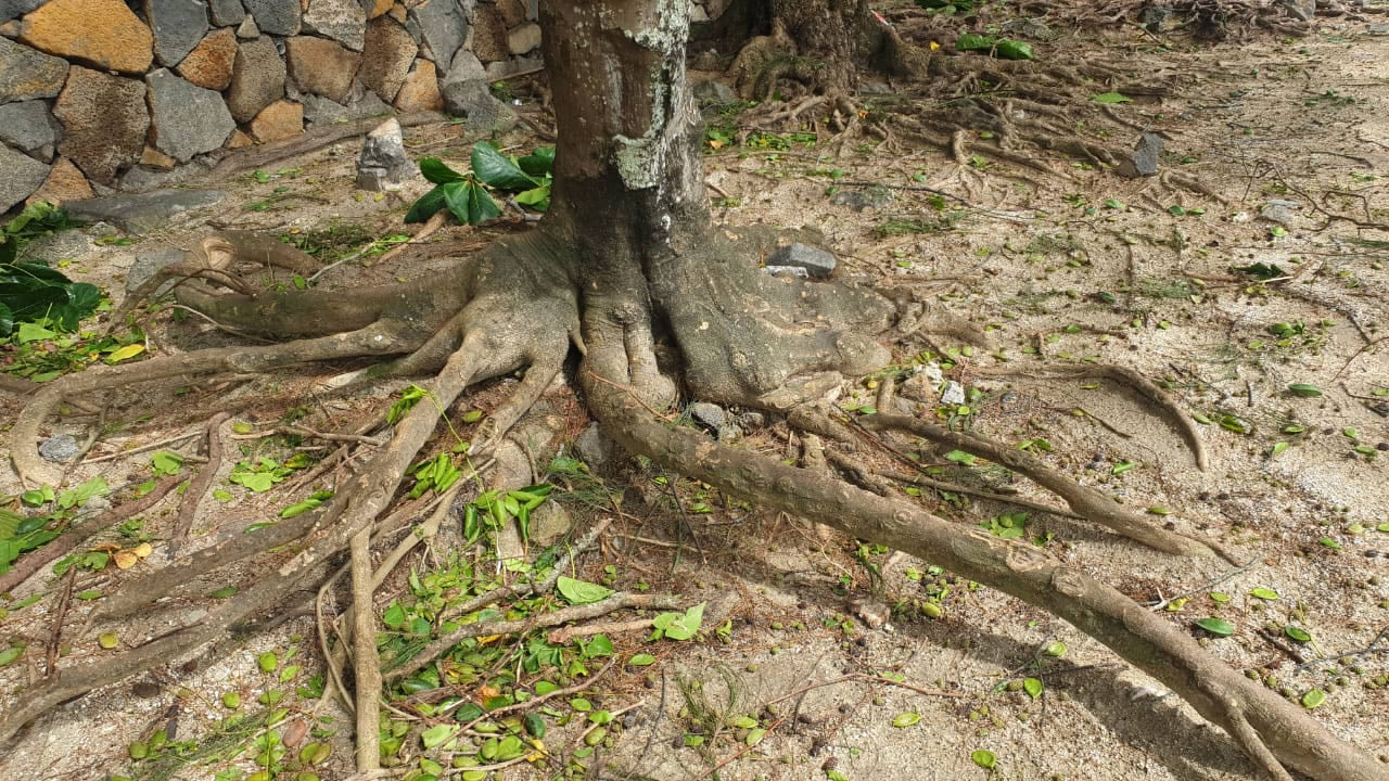 Des chutes d’arbre et des déchets emportés par les vagues jusqu’aux plages