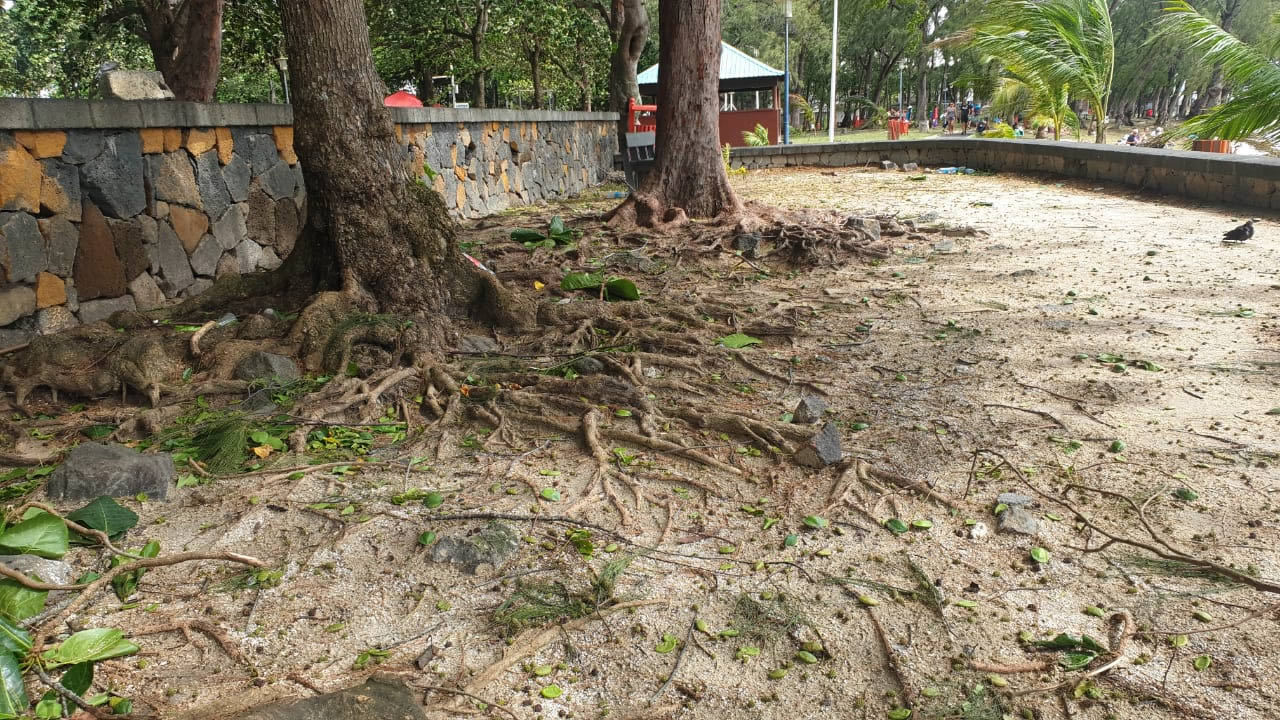 Des chutes d’arbre et des déchets emportés par les vagues jusqu’aux plages