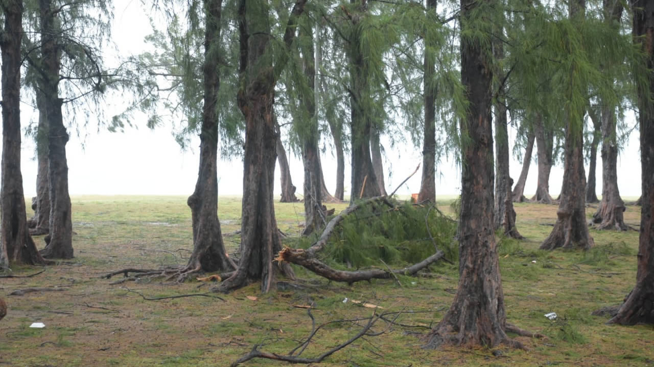 Des chutes d’arbre et des déchets emportés par les vagues jusqu’aux plages