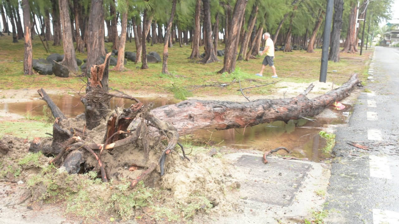 Des chutes d’arbre et des déchets emportés par les vagues jusqu’aux plages