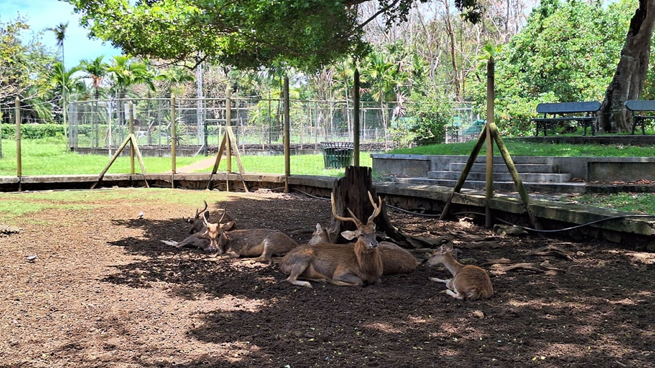 Les cerfs et les tortues restent l’une des principales attractions pour les enfants.