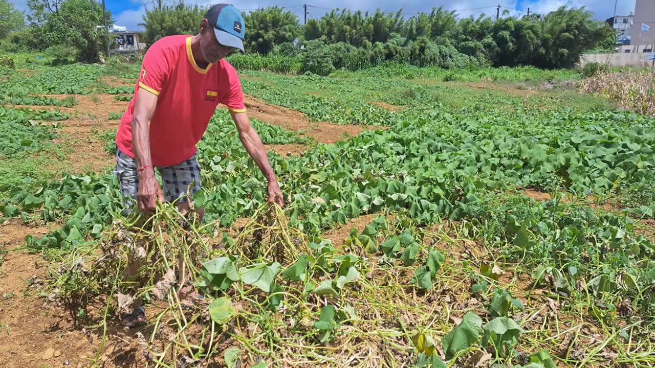 Dayanand est désamparé car il a perdu 50 % de sa plantation  de chouchoux.