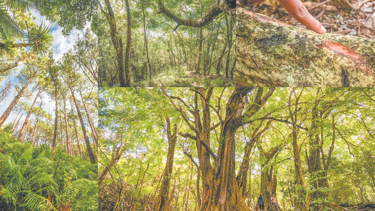 Des arbres majestueux traçant leur chemin à travers un paysage préservé.