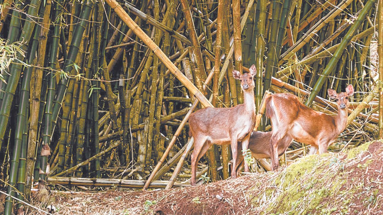 Des cerfs évoluant en toute quiétude au cœur de cet écosystème florissant niché à Bel-Ombre.