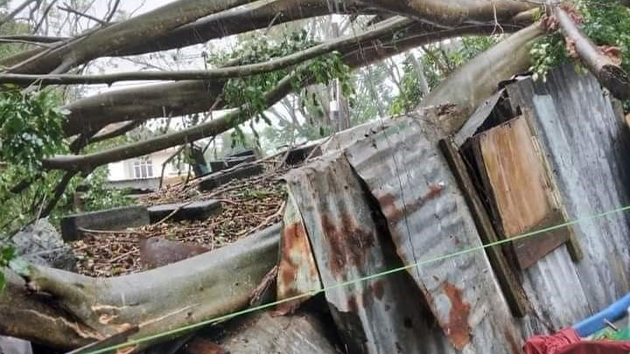 Hier soir, l'arbre tombé se trouvait toujours sur la maison. 