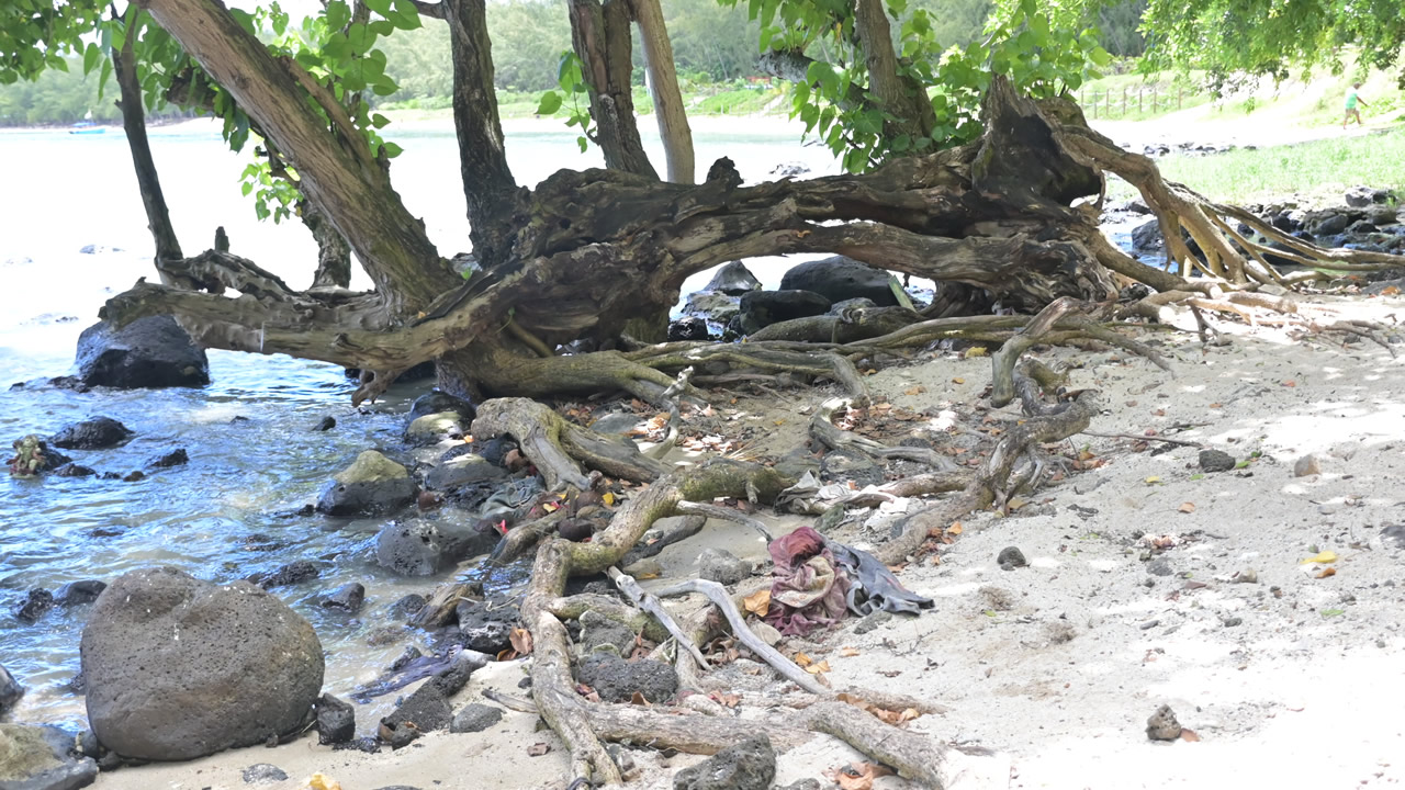 Certaines plages, comme celles de Mon Choisy, de Poste-Lafayette et de Palmar, sont en train de subir le dérèglement climatique de plein fouet.