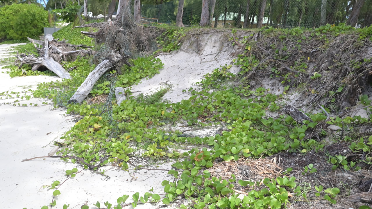 Certaines plages, comme celles de Mon Choisy, de Poste-Lafayette et de Palmar, sont en train de subir le dérèglement climatique de plein fouet.