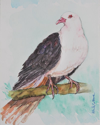 Pink Pigeon