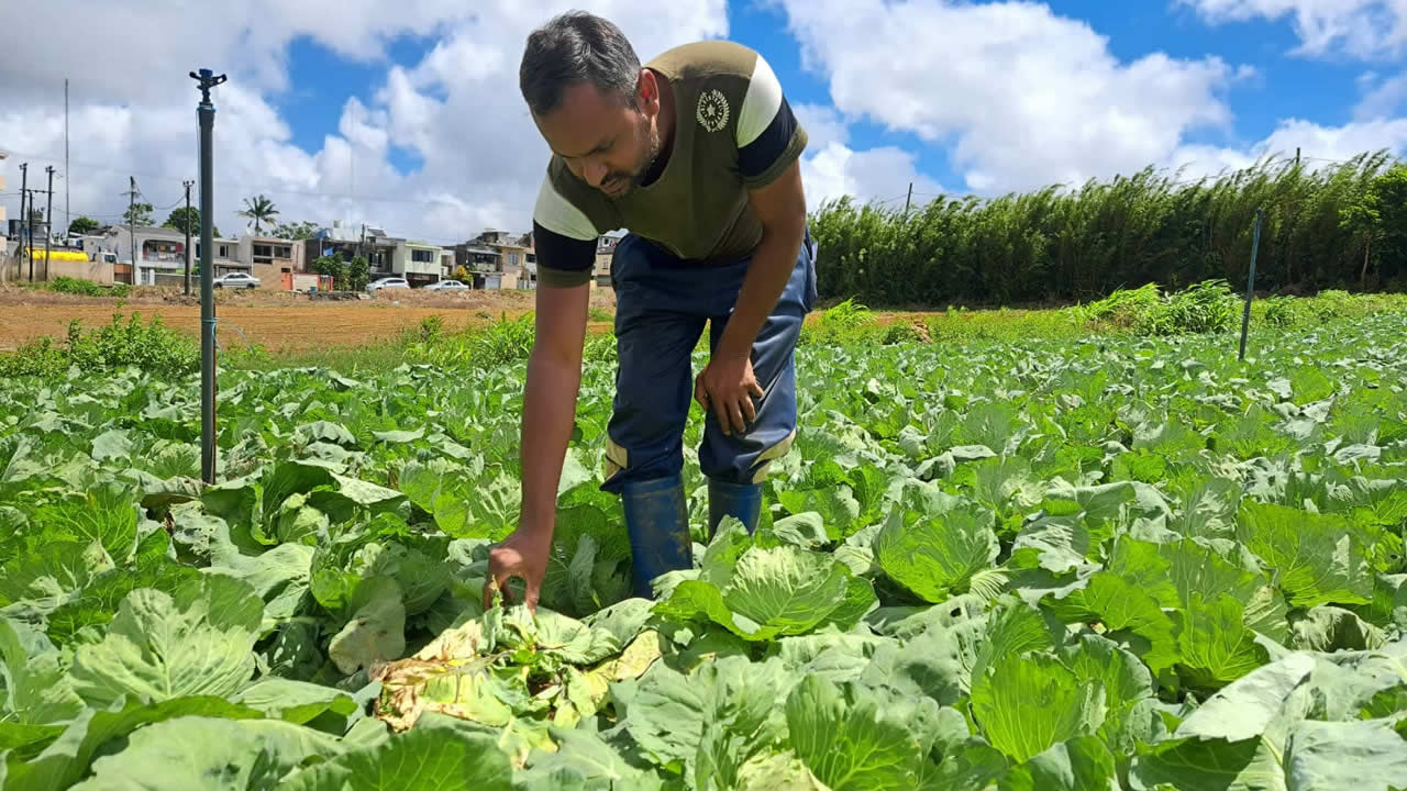 Vijesh Roopchand s’est joint à la plantation familiale depuis 10 ans.