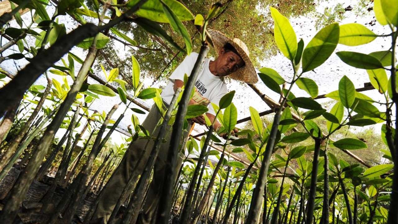 les élèves devraient bientôt avoir pour obligation de planter au moins 10 arbres s’ils veulent obtenir leur diplôme